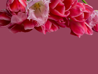pink tulips on pink background with copy space for message. Spring flowers. Greeting card for Valentine's Day, Woman's Day and Mother's Day
