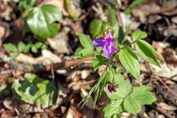Awakening of spring flowering plants in nature.