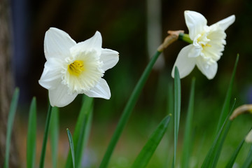 Narzisse in der Blüte