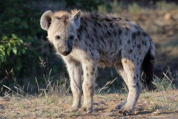 Tüpfelhyäne / Spotted Hyaena / Crocuta crocuta.