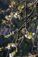 early spring with cherry blossom tree branch in close up
