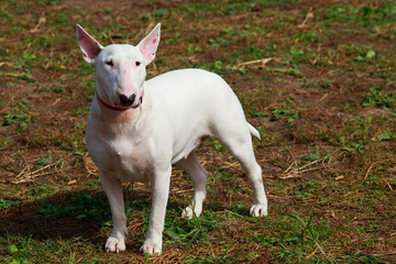 dog breed Bullterrier