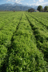 Basil Farmand mountains Tuscany Italy