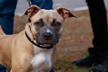 american staffordshire terrier
