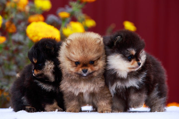 the dog breed pomeranian spitz