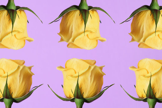 yellow roses