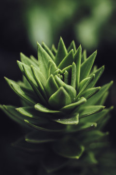 Close up of a conifer