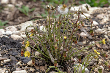 Awakening of spring flowering plants in nature.