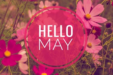 Banner Hello May. Greeting the new month. Picture with flowers. Text on a background of flowers.