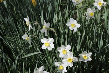 Beautiful yellow and white daffodils bloomed in the spring
