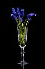 Blue bouquet of flowers in a glass on a black background.