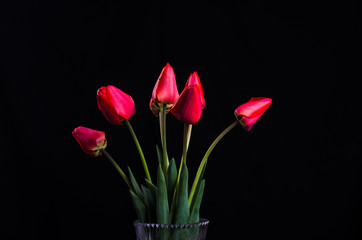 Bouquet of red tulips on a black background.