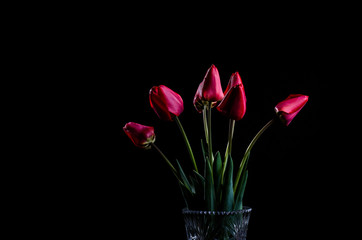 Bouquet of red tulips on a black background.