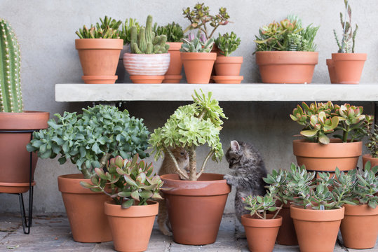 Kittens playing in plant pots.