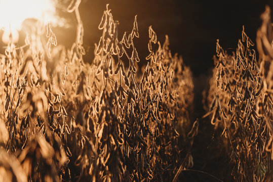 Bean field