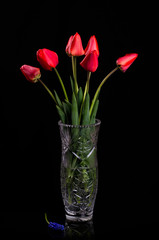 Bouquet of red tulips on a black background.