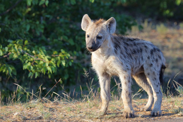 Tüpfelhyäne / Spotted Hyaena / Crocuta crocuta.