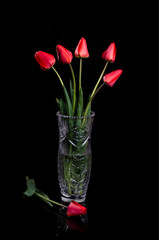 Bouquet of red tulips on a black background.