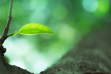 Tree leaf cloes-up, the leaf in nature background, natural bokeh background