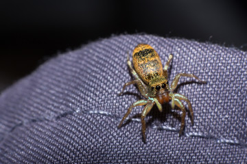 macro of spider, macro of insect, animal in wildlife, spider close-up