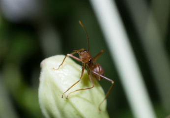 macro ant in nature, close-up of insect in the nature, macro insect