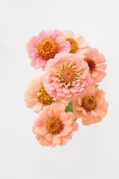 Zinnias on white background