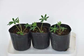 ルピナスの小さい苗