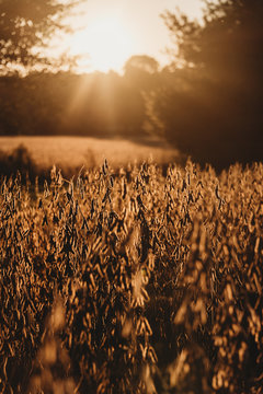 Bean field