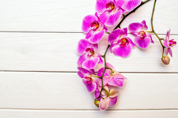 The branch of White orchids on white fabric background 