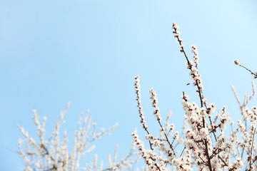 Beautiful apricot tree branches with tiny tender flowers against blue sky, space for text. Awesome spring blossom