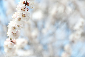 Beautiful apricot tree branch with tiny tender flowers outdoors, space for text. Awesome spring blossom