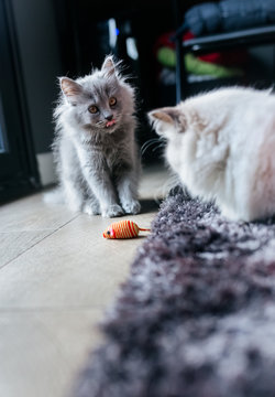 Kitten playing with a rag mouse