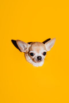 My Passport Photo