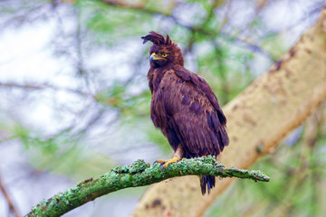 Kenyan National Park. The eagle,Lophaetus occitalis, is the bir