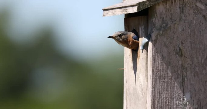 Close up of a female Eastern Bluebird (Sialia sialis) popping her head out of a bird house then flying off just before the male lands to feed the young in the nest. 