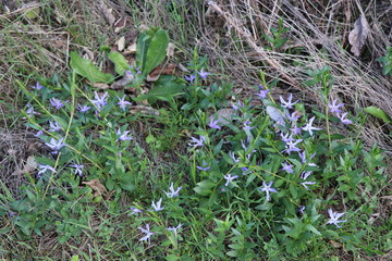 Blue flowers in the forest in spring