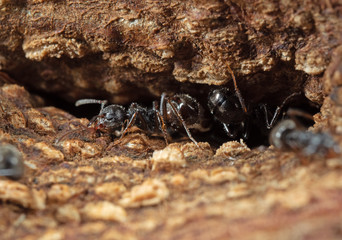 Macro Photo of Black Garden Ant on Tree Bark