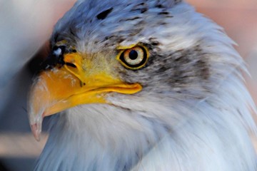Aigle