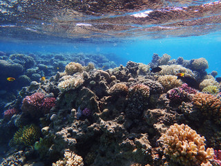 Naklejka na ściany i meble coral reef in egypt as ocean background