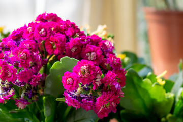 Pink Kalanchoe flowers in the interior, flowers in a pot, houseplants. Colorful small flowers of Kalanchoe close-up