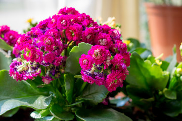 Obraz na płótnie Canvas Pink Kalanchoe flowers in the interior, flowers in a pot, houseplants. Colorful small flowers of Kalanchoe close-up