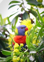 A beautiful wild Rainbow Lorikeet on a Golden Penda tree, Queensland, Australia.