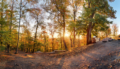 Fototapeta premium Fall in forest - panorama at sunset