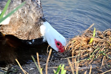 Canard de barbarie