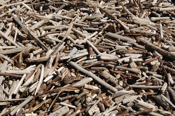 Tropical Driftwood