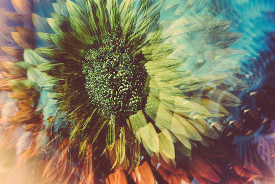 Prismatic images of a sunflower