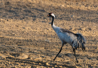 crane on a spring field