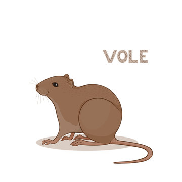 Vector illustration, a cartoon cute vole, isolated on a white background. Animal alphabet.