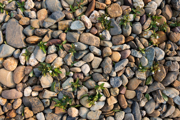 Various color river rocks And there is grass following the boundary of the stone. Background