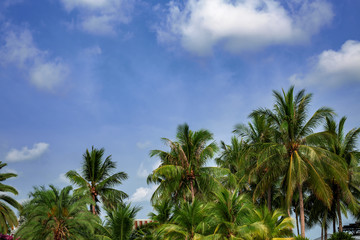 Palm trees at tropical coast, coconut tree, summer tree in a row against blue sky frame